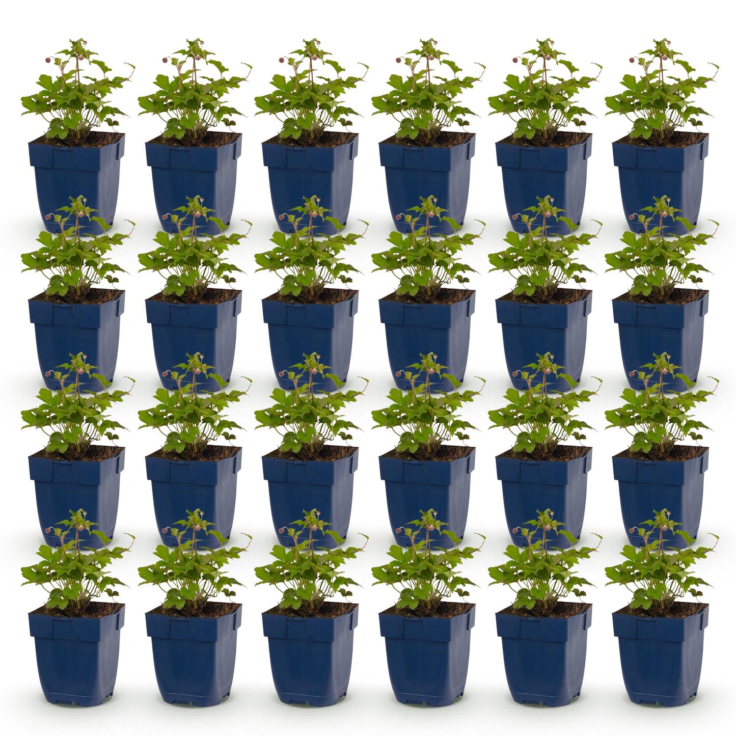 Anemone hup. Splendens : lot de plants en pots bleus, feuillage vert, prêtes à être plantées dans votre jardin.