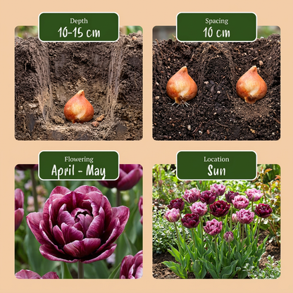 Guide de plantation des bulbes de Tulipe 'Sweet Desire' avec profondeur, espacement, floraison et exposition.