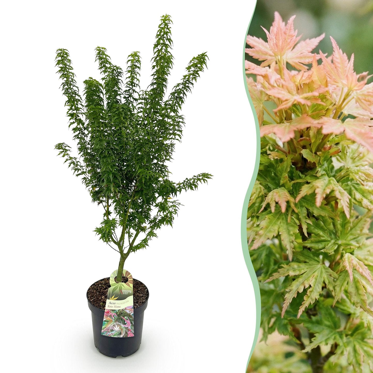 Acer palmatum Koto Hime, un jeune érable japonais en pot avec une étiquette, présenté à côté d'un gros plan de ses délicates feuilles vertes