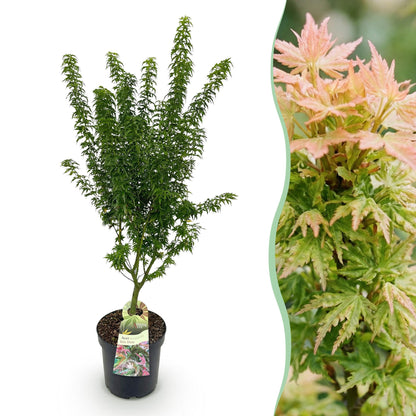 Acer palmatum Koto Hime, un jeune érable japonais en pot avec une étiquette, présenté à côté d'un gros plan de ses délicates feuilles vertes