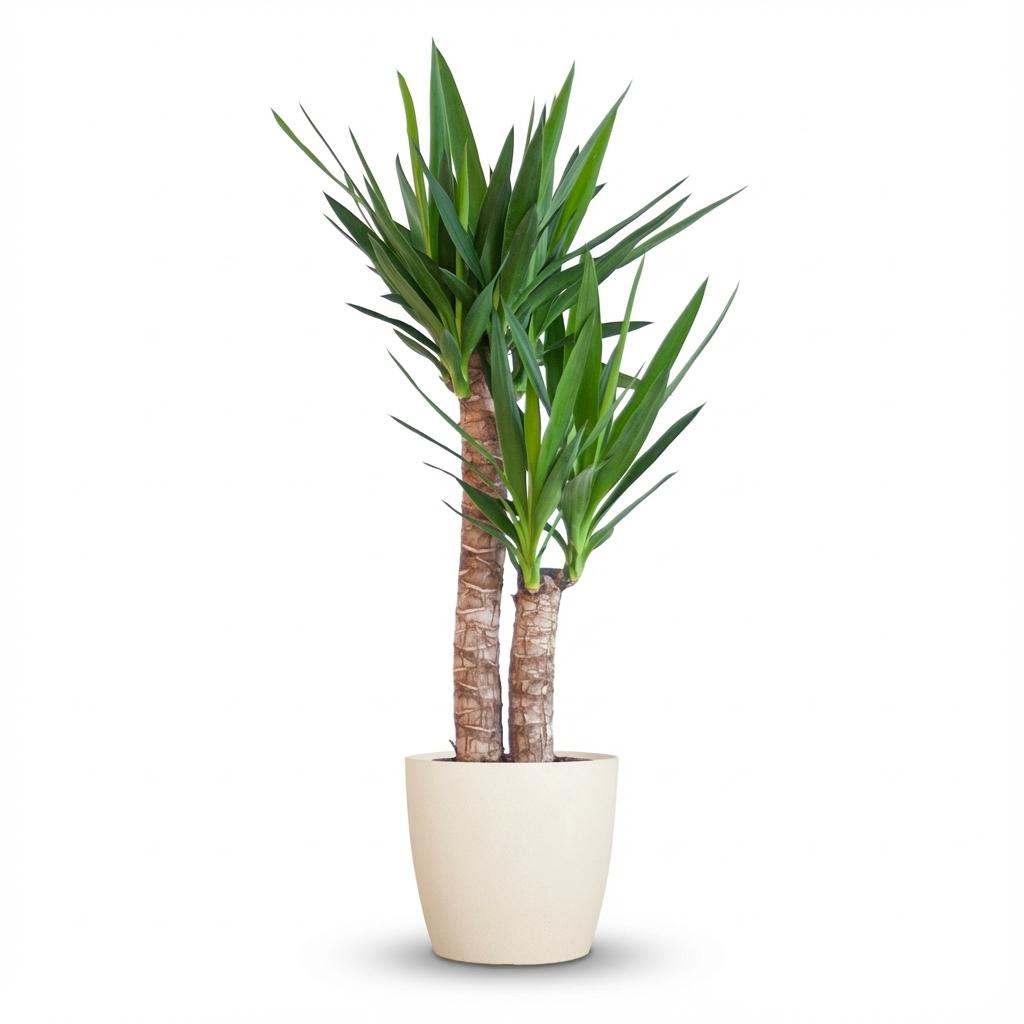 Yucca Elephantipes avec Potter blanc - 90cm - Ø21