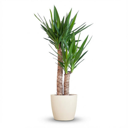 Yucca Elephantipes avec Potter blanc - 90cm - Ø21