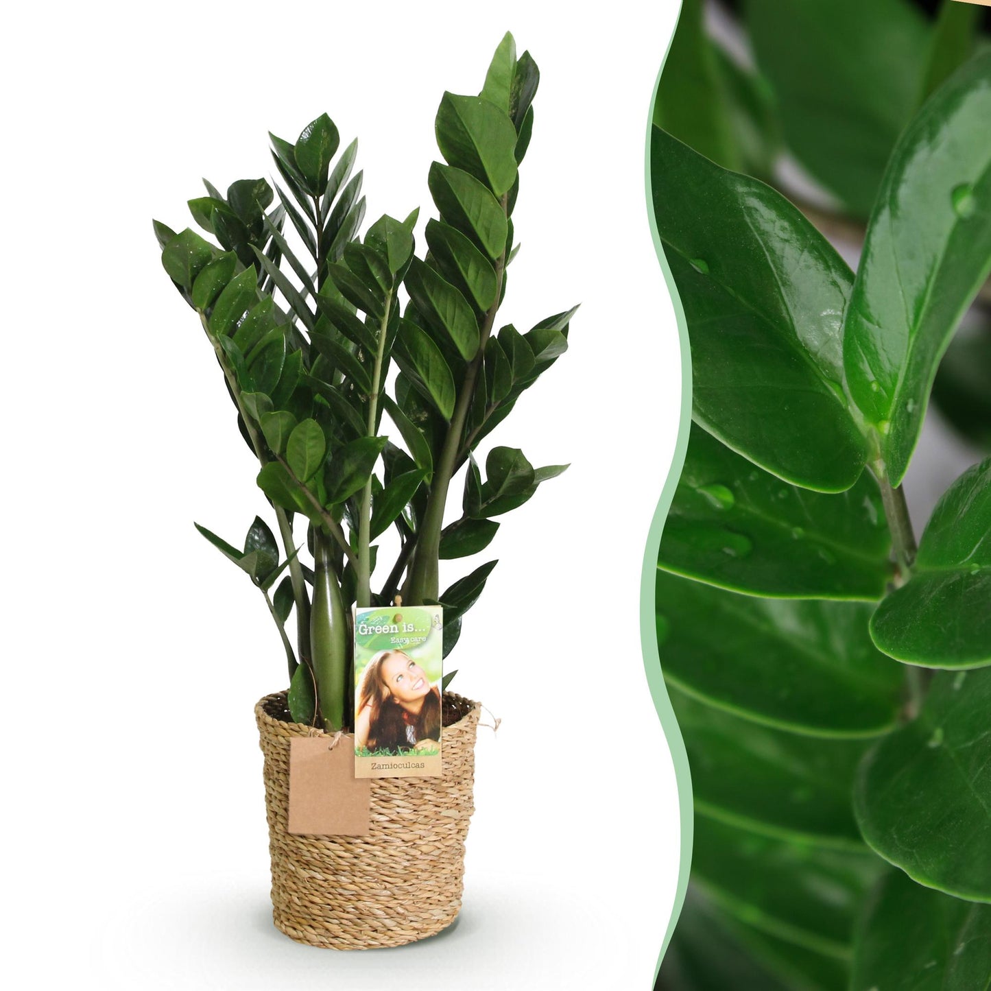 Plantes d'intérieur - Zamioculcas - Plante ZZ - Peu d'entretien - avec panier - Vert - 1 Plante - Pot 17cm - Hauteur 65-75cm