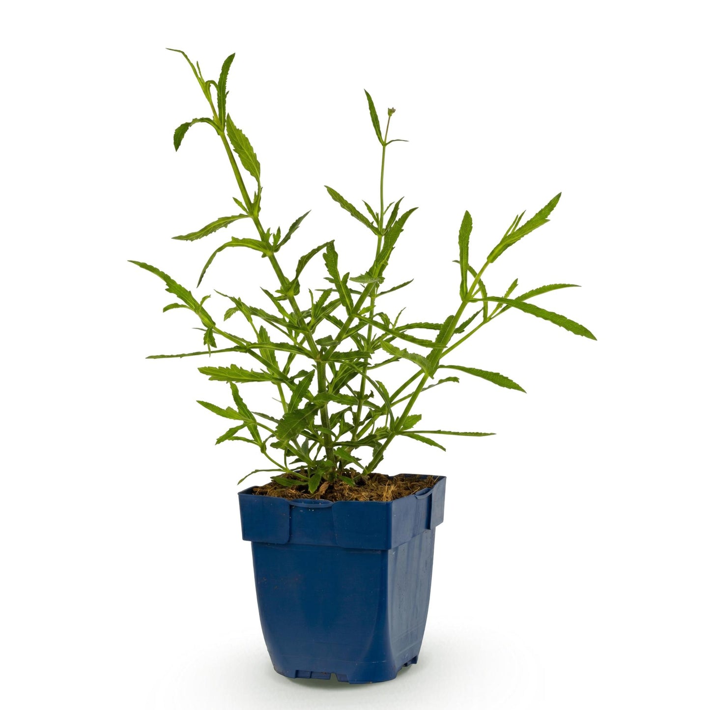 Verveine de Buenos Aires Lollipop : un jeune plant vert avec des feuilles découpées, en pot bleu, sur fond blanc.