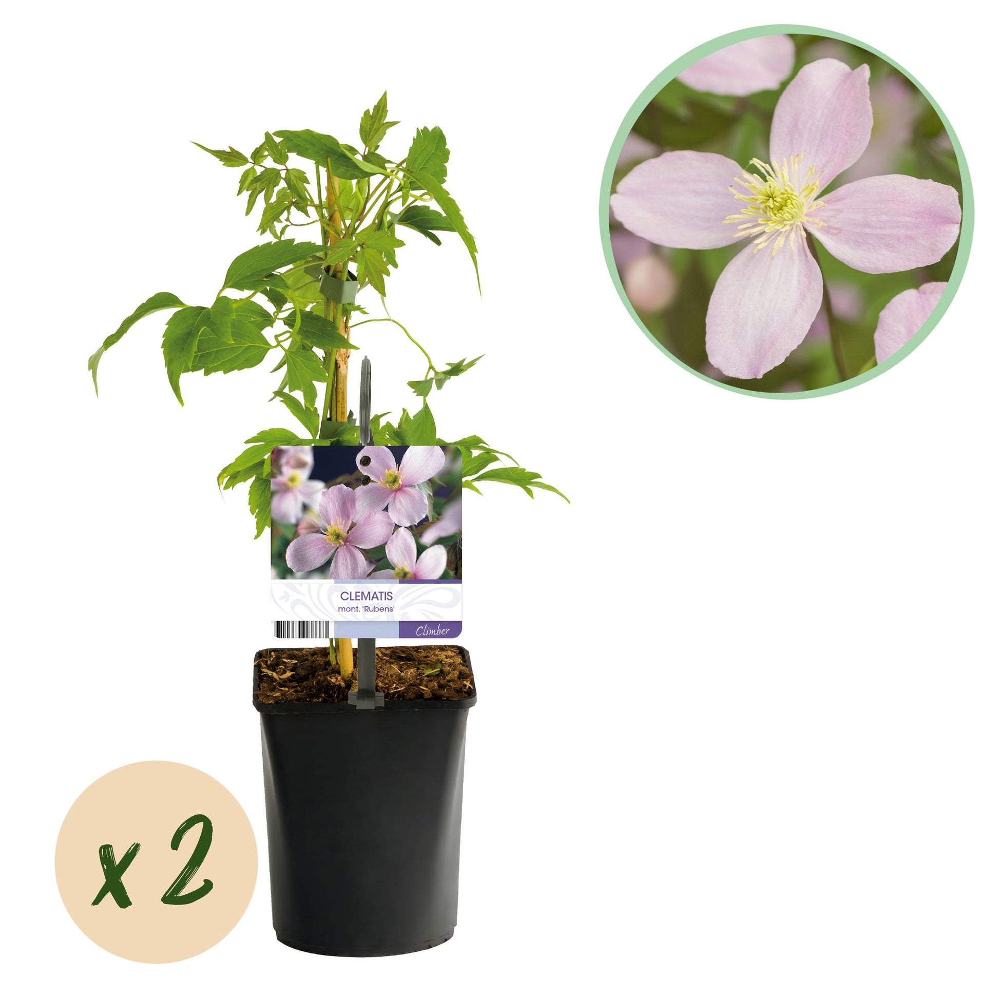 Clématite montana Rubens : jeune plant en pot avec une étiquette et une bulle "x 2" indiquant la quantité. Une pastille montre un gros plan 
