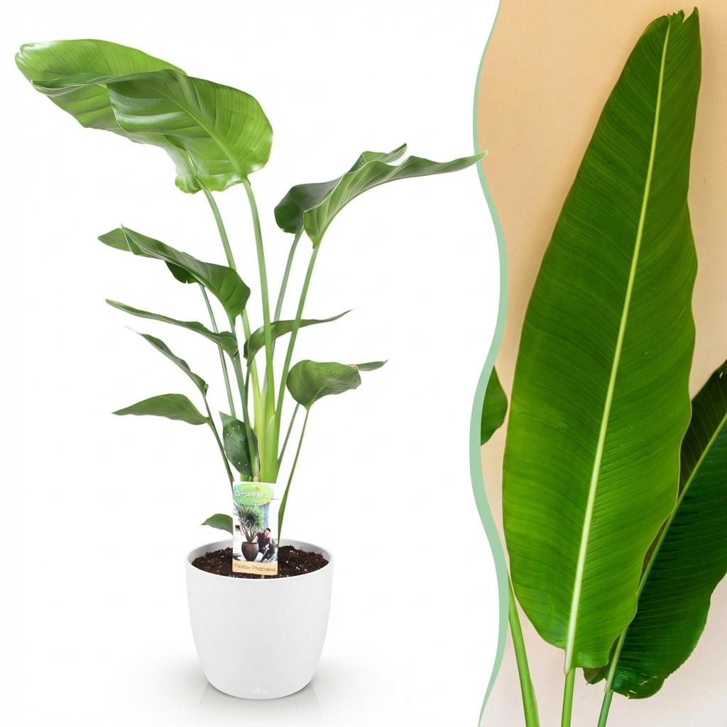 Plantes d'intérieur - Strelitzia Nicolai - Fleur de paradis - Peu d'entretien - Vert - 1 Plante - avec Potter Blanc - Pot 21cm - Hauteur 110-120cm