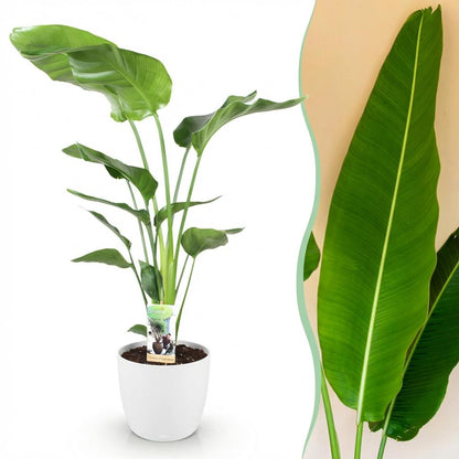 Plantes d'intérieur - Strelitzia Nicolai - Fleur de paradis - Peu d'entretien - Vert - 1 Plante - avec Potter Blanc - Pot 21cm - Hauteur 110-120cm