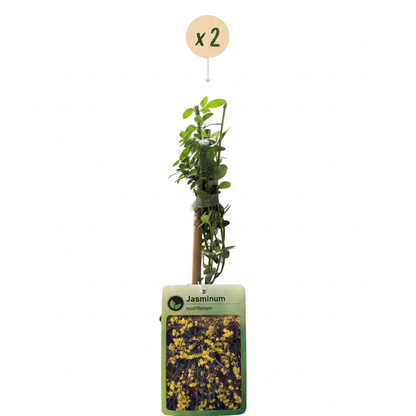 Jasmin d'hiver (Jasminum nudiflorum) - grimpante fleurie