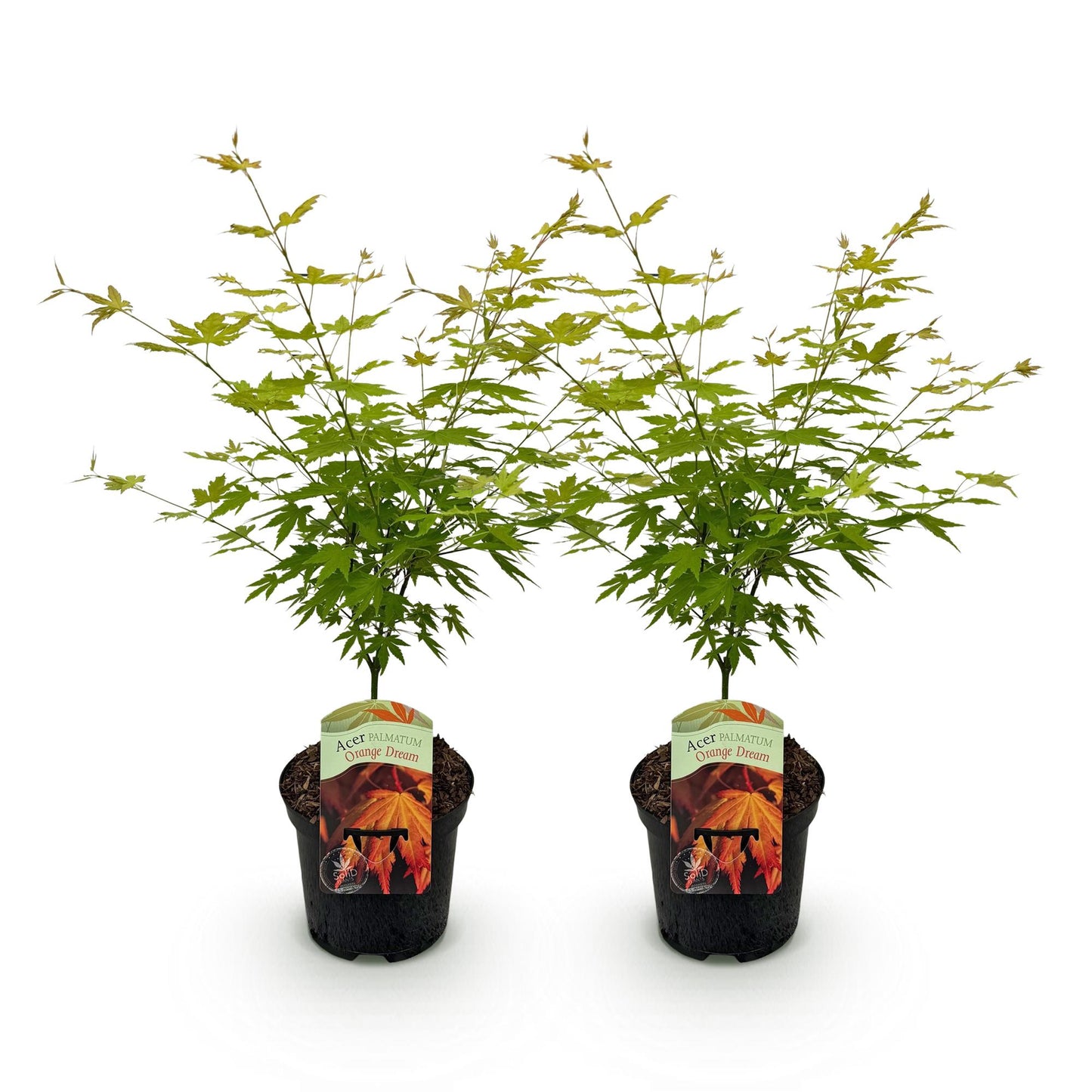 Acer palmatum Orange Dream : deux jeunes érables japonais à feuilles vertes en pots noirs, alignés sur un fond blanc uni, prêts à être plant