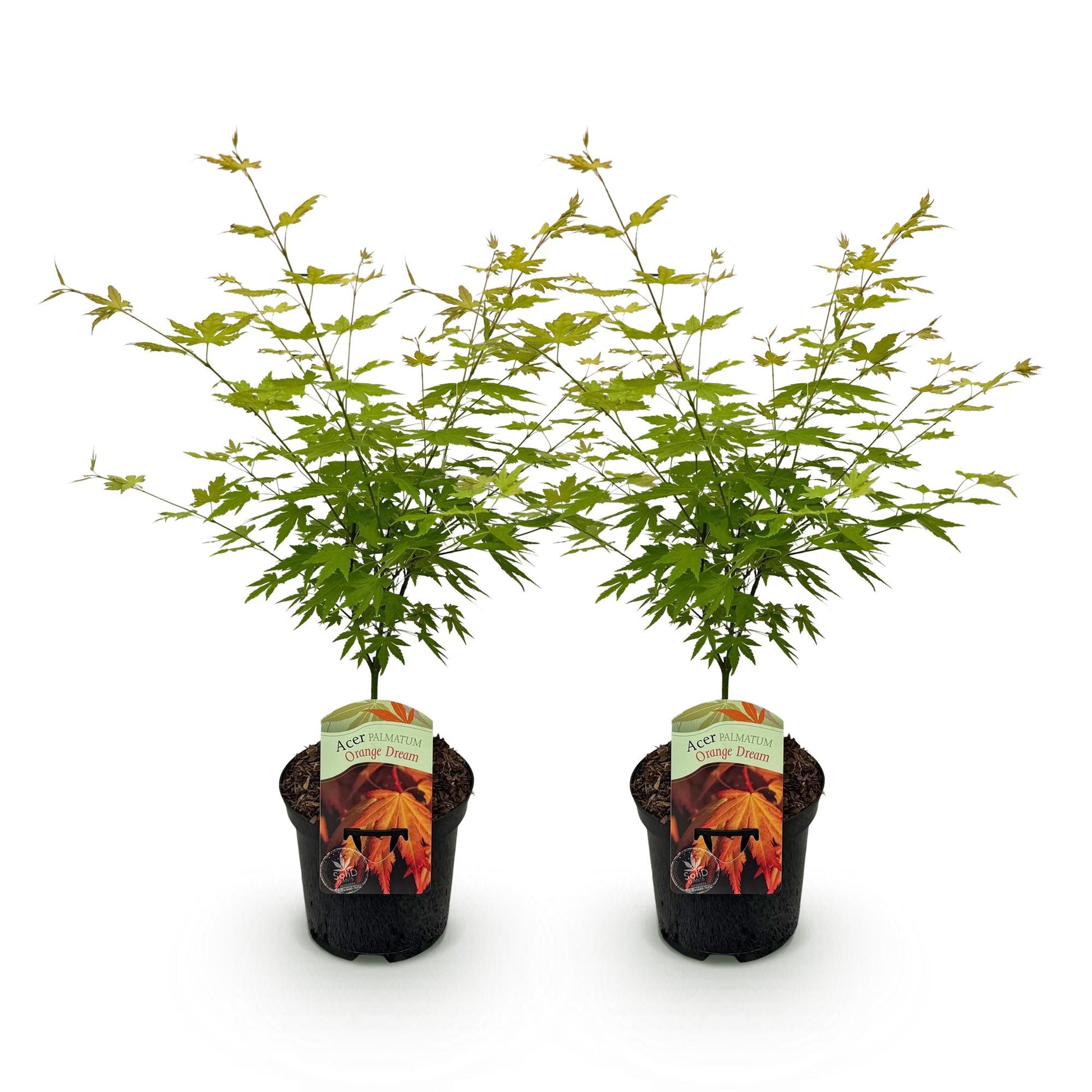 Acer palmatum Orange Dream : deux jeunes érables japonais à feuilles vertes en pots noirs, alignés sur un fond blanc uni, prêts à être plant