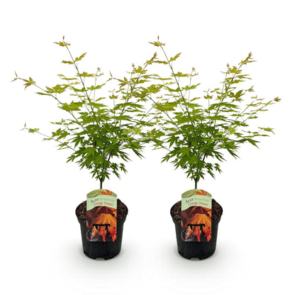 Acer palmatum Orange Dream : deux jeunes érables japonais à feuilles vertes en pots noirs, alignés sur un fond blanc uni, prêts à être plant