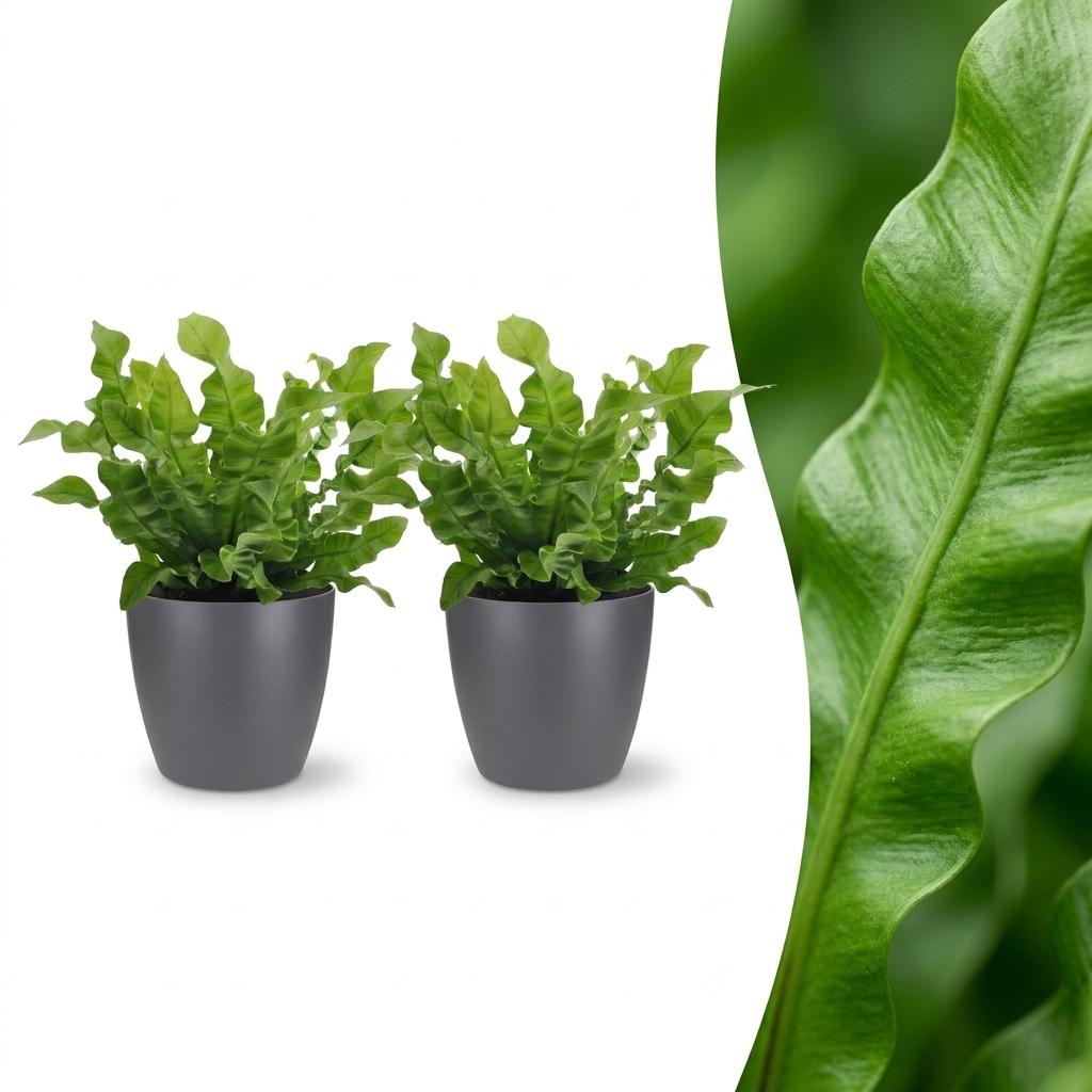 Deux magnifiques Asplenium Crispy Wave avec leurs feuilles ondulées vertes, plantées dans des cache-pots Gris élégants