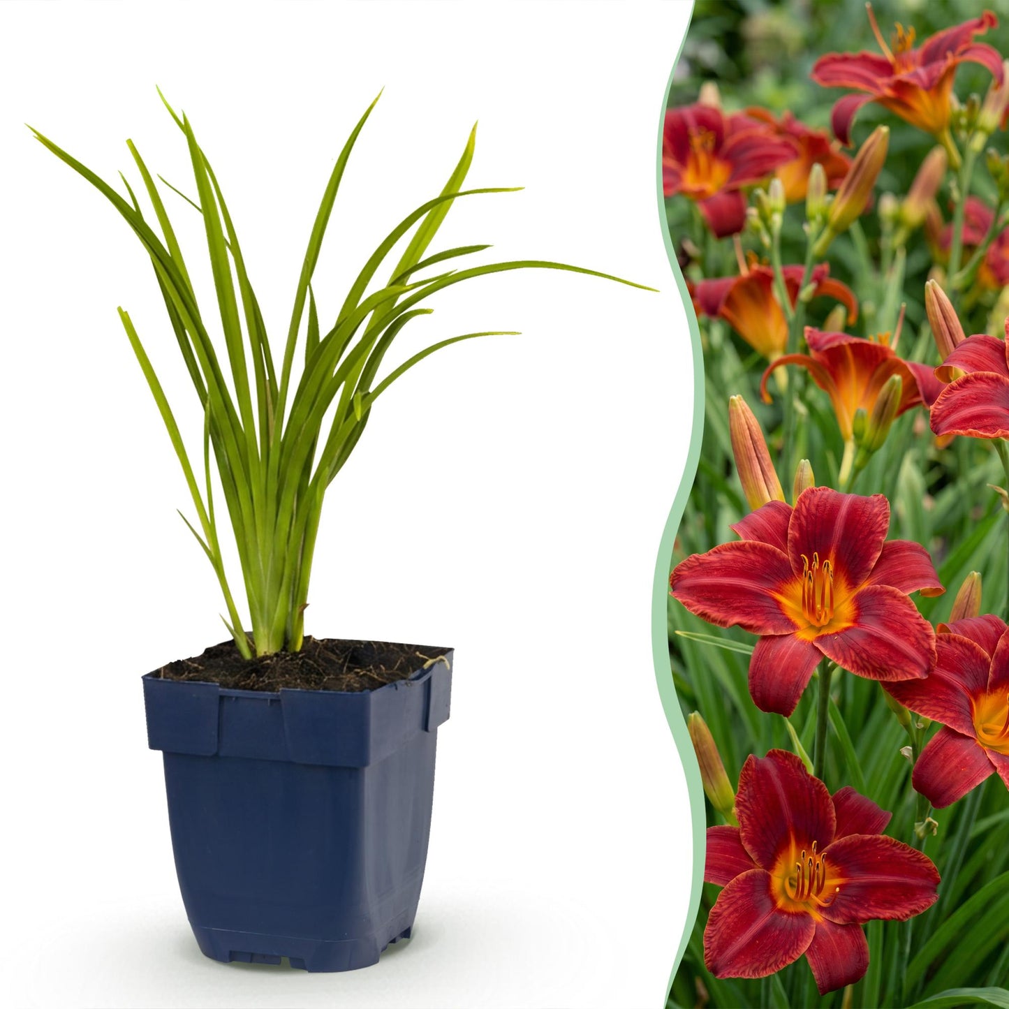 Hémérocalle Autumn Red. Un jeune plant en pot et une pleine floraison de grandes fleurs rouge bordeaux à gorge jaune.