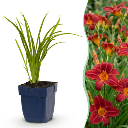 Hémérocalle Autumn Red. Un jeune plant en pot et une pleine floraison de grandes fleurs rouge bordeaux à gorge jaune.