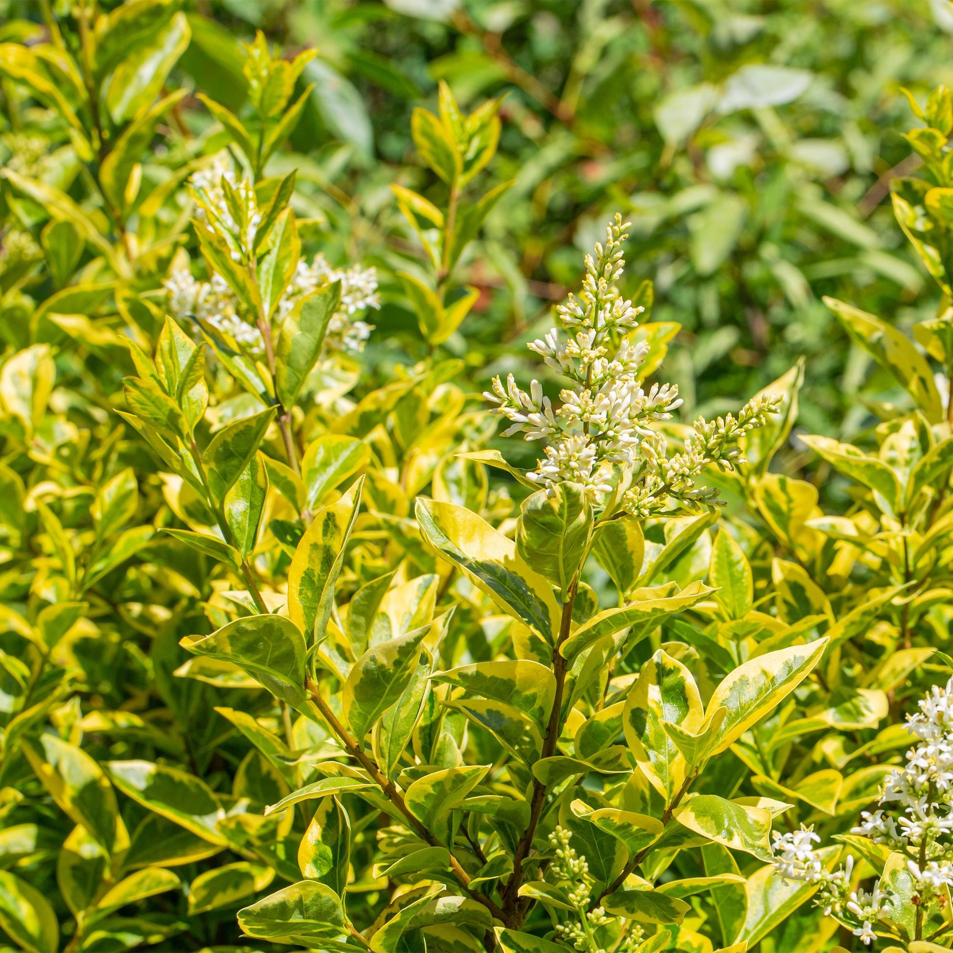 Ligustrum ovalifolium Aureum, troène à feuillage panaché vert et jaune, avec des petites fleurs blanches en épis. Idéal pour haie persistant