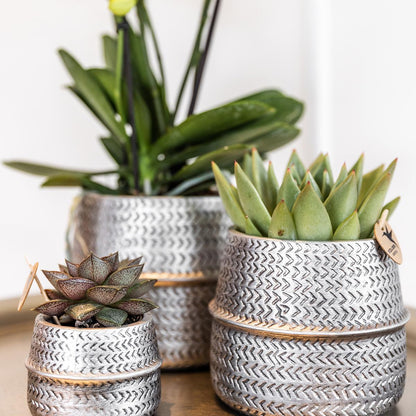Set de 2 succulentes en cache-pots céramique rainurés argentés - Pot 9 cm