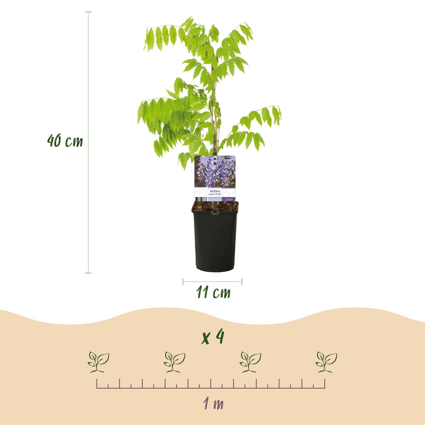 Glycine Wisteria floribunda Prolific : infographie montrant un jeune plant en pot de 11 cm et de 40 cm de haut. Indique un espacement de 1 m