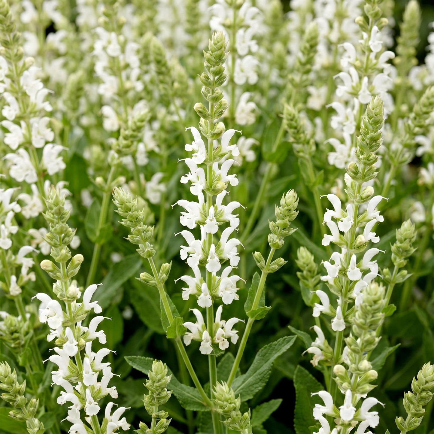 Sauge (Salvia nem. Schneehügel) aux épis de fleurs blanches éclatantes, entourée d'un feuillage vert dense.