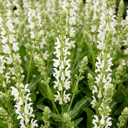 Sauge (Salvia nem. Schneehügel) aux épis de fleurs blanches éclatantes, entourée d'un feuillage vert dense.