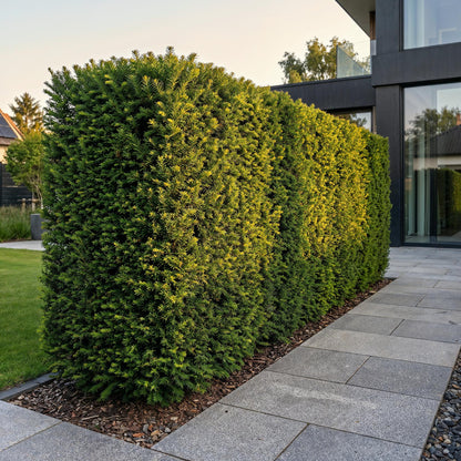 Taxus baccata - If toxique, haie luxuriante et dense de plantes à feuillage persistant, bordant une allée de dalles de pierre grise devant u