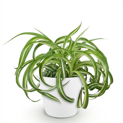 Plante d'intérieur - Chlorophytum comosum Bonnie - Lys de la paix ondulé - Plante amie des animaux - Vert - 1 Plante - avec Potter Blanc - Pot de 12 cm - Hauteur 20 cm