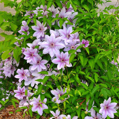 Clematis Nelly Moser fleurie dans un jardin, avec ses grandes fleurs roses et blanches et son feuillage vert luxuriant.