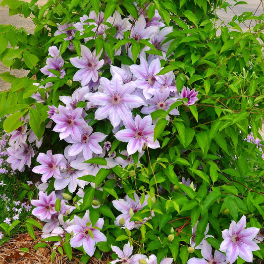 Clematis Nelly Moser fleurie dans un jardin, avec ses grandes fleurs roses et blanches et son feuillage vert luxuriant.
