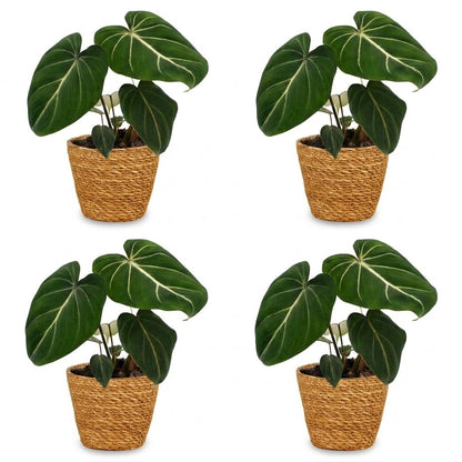 Philodendron Gloriosum - Pot de 12cm