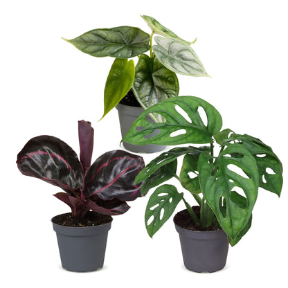 Bébés plantes tropicales en pot de 6 cm, 3 plantes, sans cache-pot