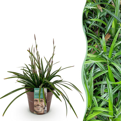 Carex morrowii Irish Green : un plant en pot sur fond blanc à côté d'une photo d'une haie dense et luxuriante.