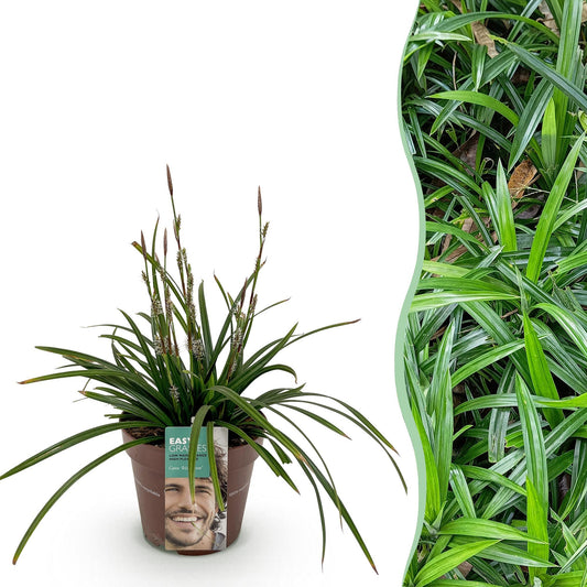 Carex morrowii Irish Green : un plant en pot sur fond blanc à côté d'une photo d'une haie dense et luxuriante.