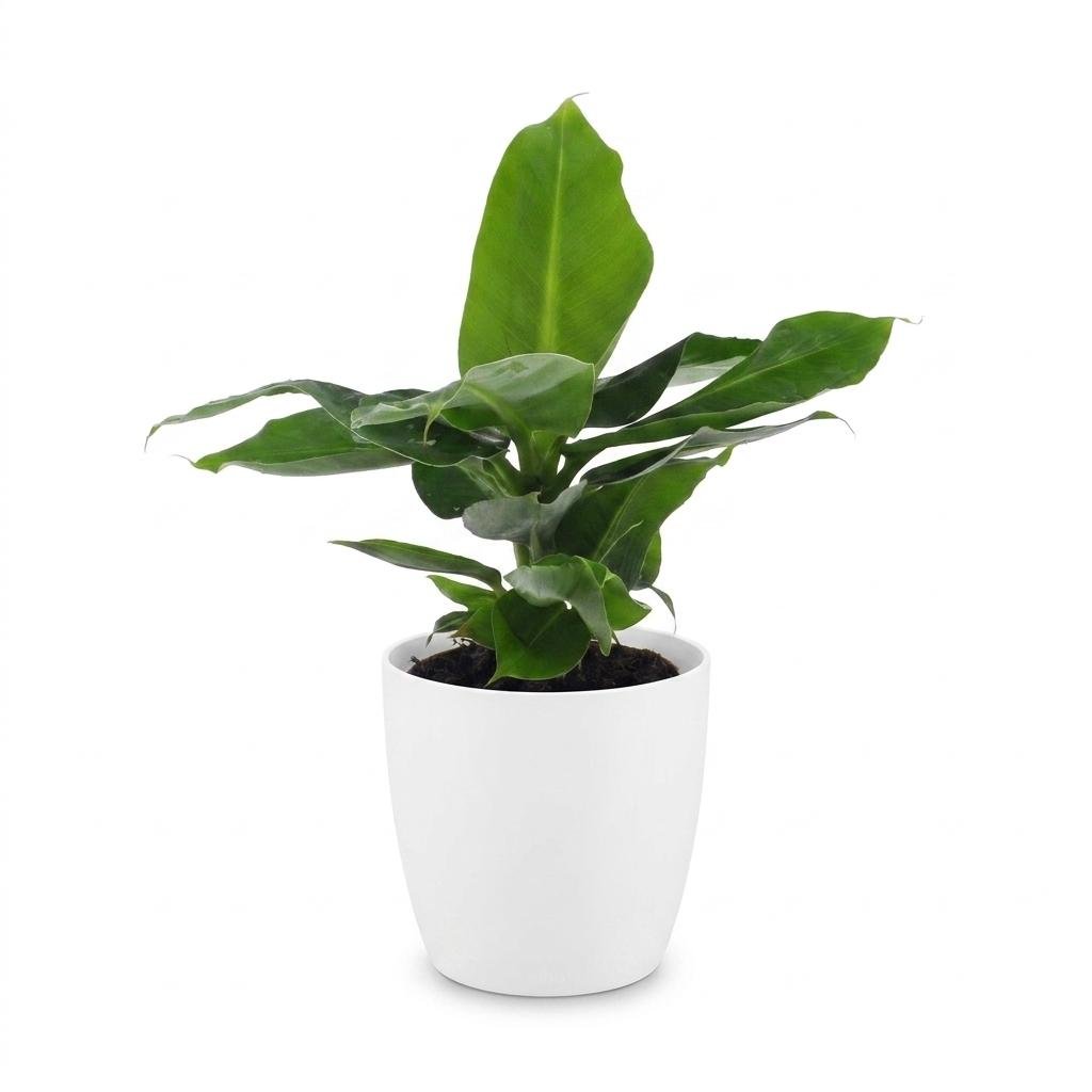 Musa Oriental Dwarf - Bananier nain oriental - Pot de 12cm - plantandstories