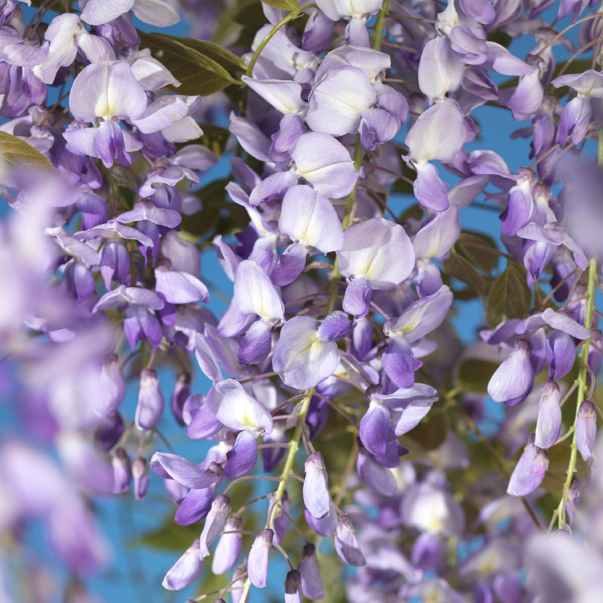 Glycine Wisteria floribunda Prolific : grappes de fleurs bleues/violettes suspendues, avec un ciel bleu en arrière-plan.
