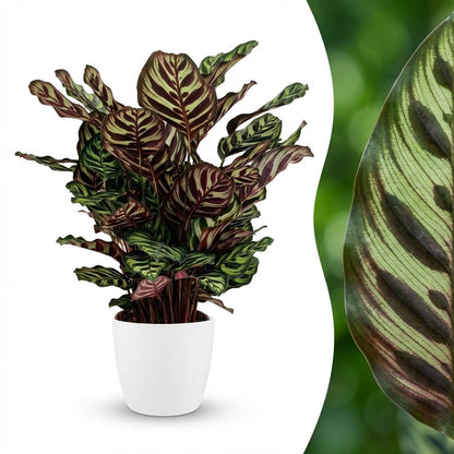 Plante d'intérieur - Plante Paon - Calathea Makoyana - Vert - Entretien facile - 1 Plante - avec Pot Blanc - Pot 19cm - Hauteur 70cm