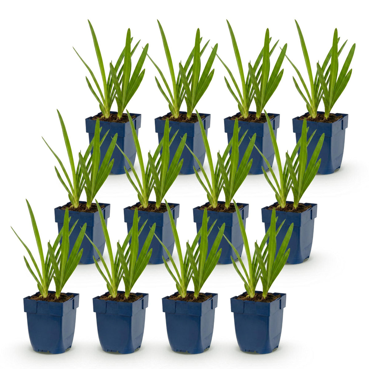 Agapanthes bleues et blanches - lot de 12 plants en pot de 11 cm