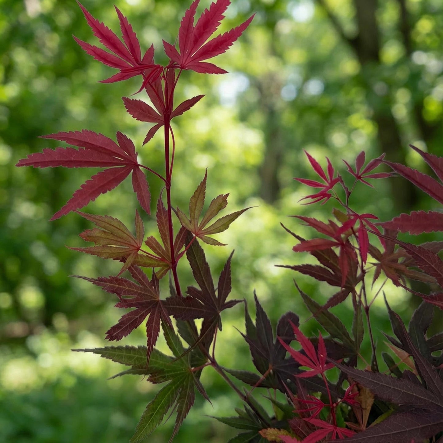 Acer palmatum Shaina : Gros plan sur les feuilles rouge vif et vert foncé d'un jeune érable japonais, avec un arrière-plan flou de feuillage