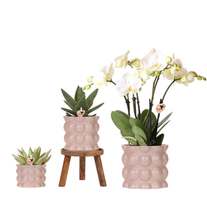 Orchidée Phalaenopsis blanche en pot