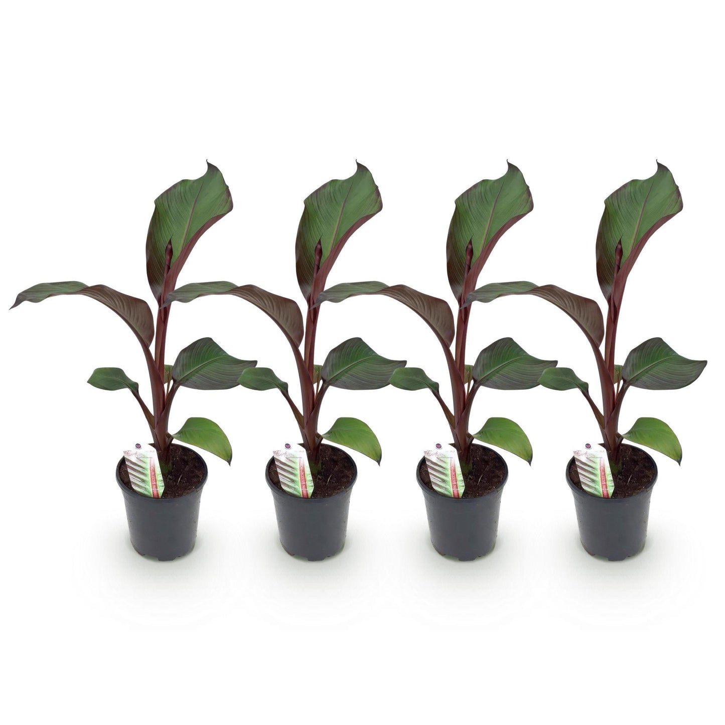 Ensete ventricosum Maurelli, jeunes plants en pot de bananier d'Abyssinie aux feuilles vert foncé avec des nervures et tiges bordeaux, align