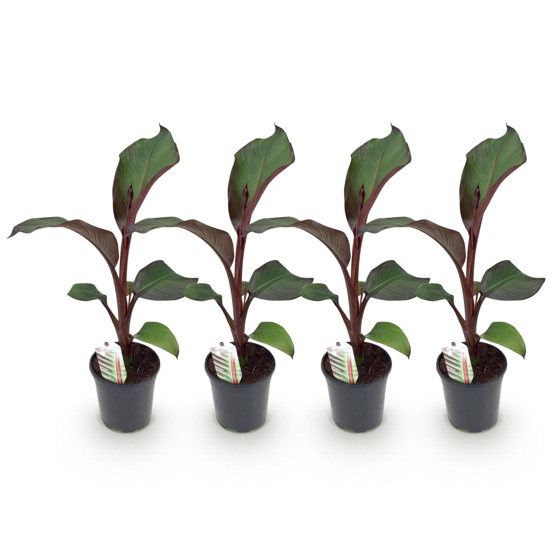 Ensete ventricosum Maurelli, jeunes plants en pot de bananier d'Abyssinie aux feuilles vert foncé avec des nervures et tiges bordeaux, align