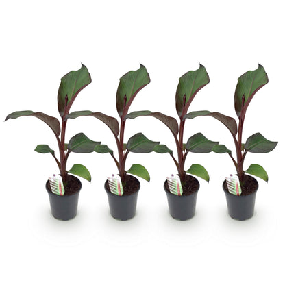 Ensete ventricosum Maurelli, jeunes plants en pot de bananier d'Abyssinie aux feuilles vert foncé avec des nervures et tiges bordeaux, align