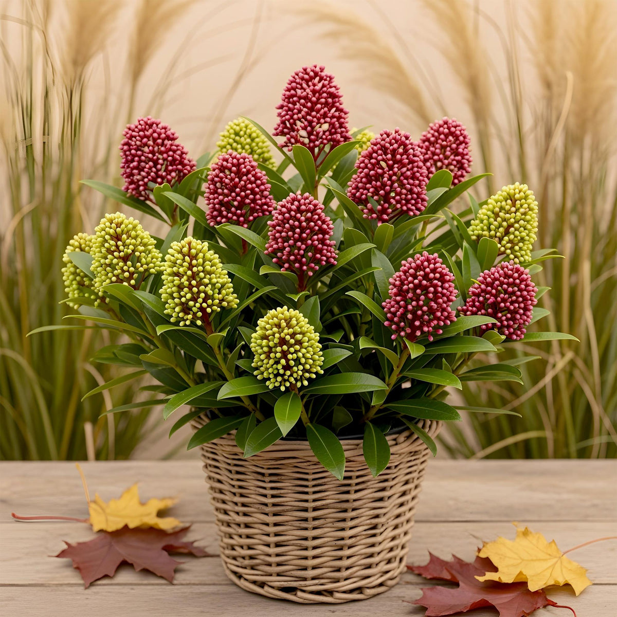 Skimmia 'Festival' au jardin, Skimmia japonica