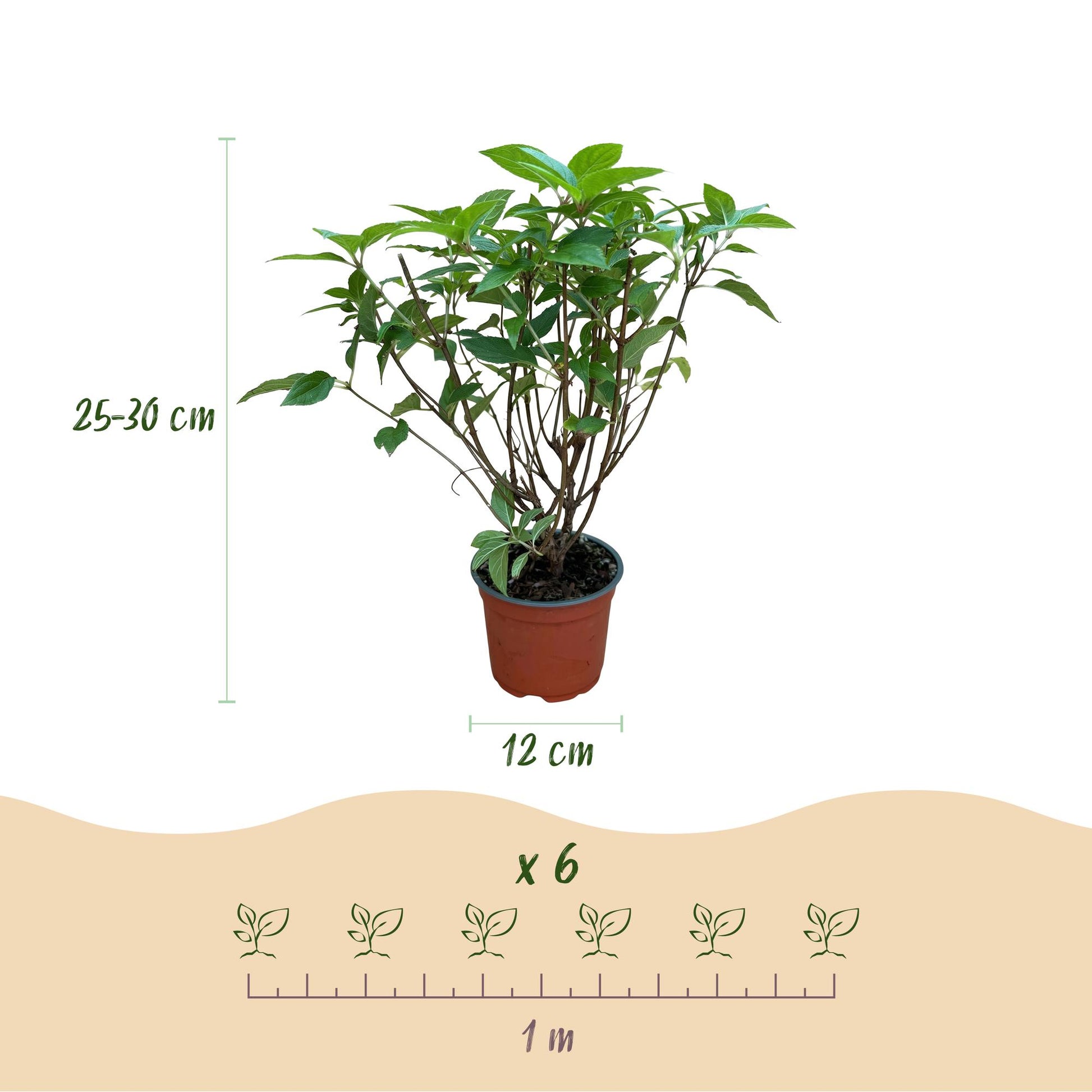 Hortensia paniculata Limelight : infographie montrant un plant en pot, sa hauteur (25-30 cm), son diamètre (12 cm) et l'espacement de planta