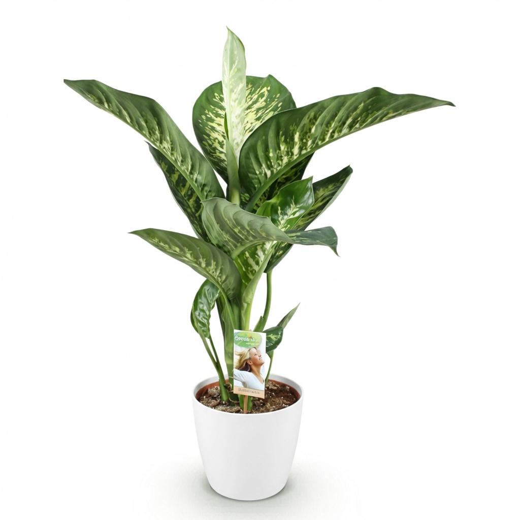Plantes d'intérieur - Diefenbachia Tropic Snow - Dieffenbachia - Peu d'entretien - avec Potter Blanc - Panaché - 1 Plante - avec Potter Blanc - Pot 21cm - Hauteur 90-100cm