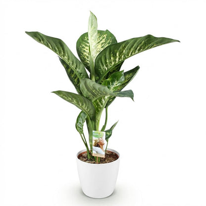 Plantes d'intérieur - Diefenbachia Tropic Snow - Dieffenbachia - Peu d'entretien - avec Potter Blanc - Panaché - 1 Plante - avec Potter Blanc - Pot 21cm - Hauteur 90-100cm
