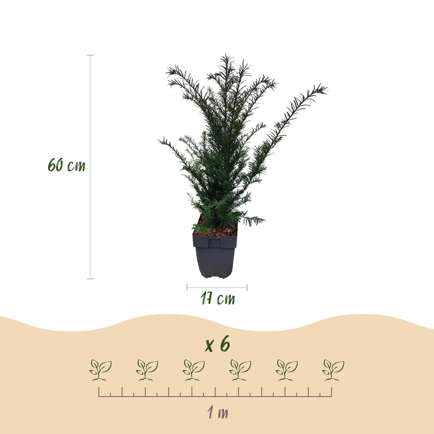 Taxus baccata : schéma d'un plant de 60 cm de haut en pot de 17 cm, avec indication de plantation de 6 plants par mètre linéaire.