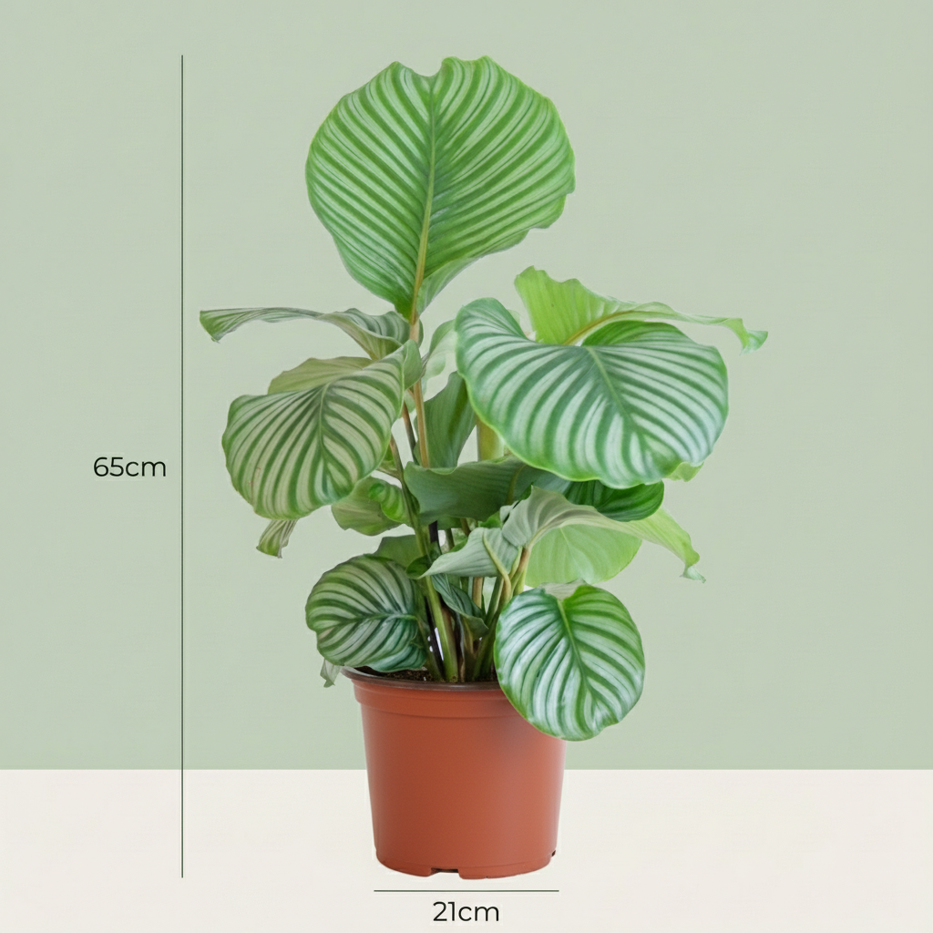 Calathe Orbifolia avec Potter Blanc  - 65cm - Ø21