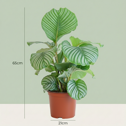 Calathe Orbifolia avec Potter Blanc  - 65cm - Ø21