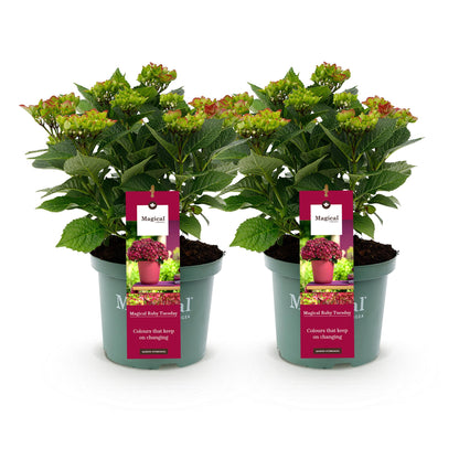 Hortensia Magical Ruby Tuesday. Deux jeunes plants en pots alignés sur un fond blanc, leurs étiquettes roses visibles.