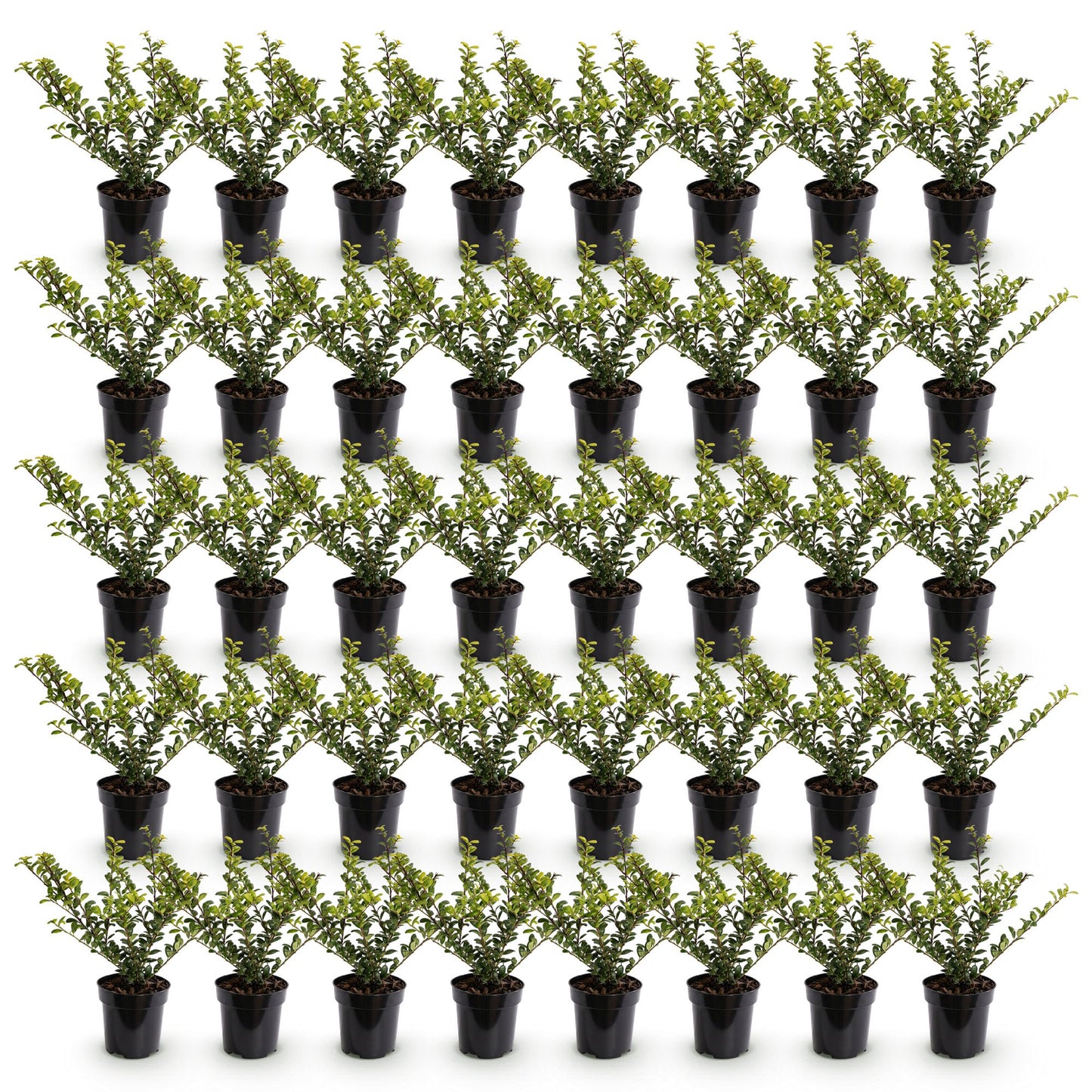 Ilex crenata Covenxa - Houx japonais en lot de 24 jeunes plants en pots alignés sur fond blanc. Chaque plante a un feuillage dense et vert.