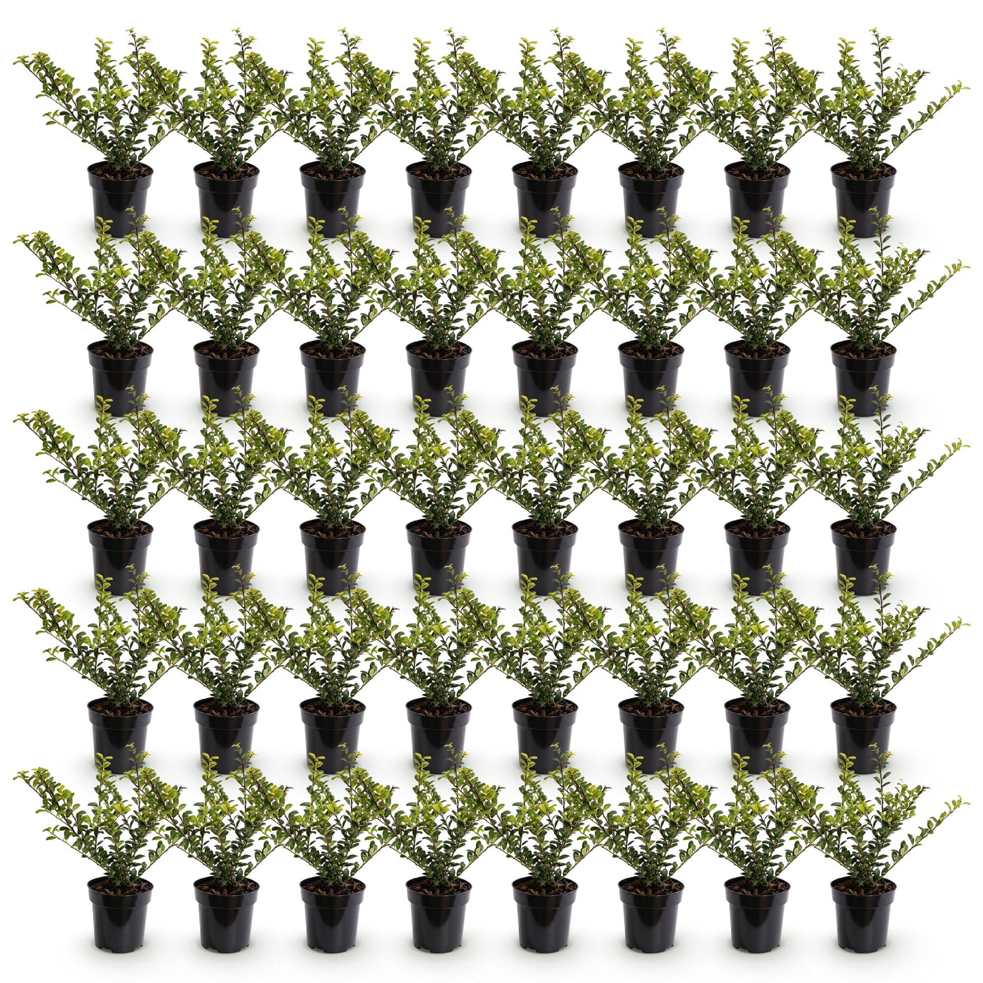Ilex crenata Covenxa - Houx japonais en lot de 24 jeunes plants en pots alignés sur fond blanc. Chaque plante a un feuillage dense et vert.